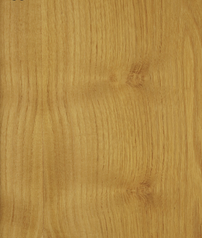 Acacia - Robinia