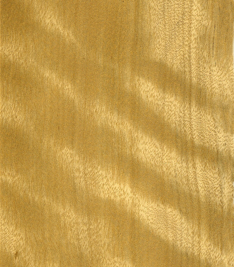 Avodire moire - Turraeanthus africana