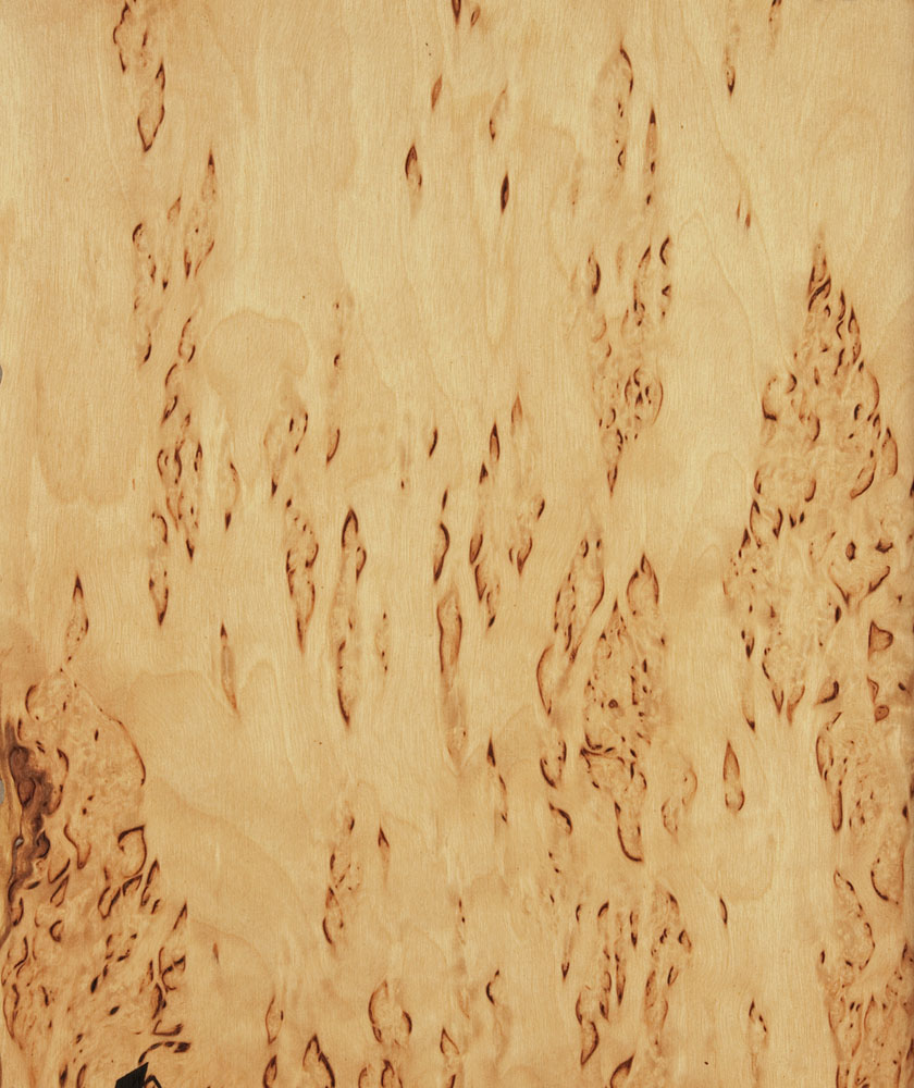 Bouleau madré - Betula pendula
