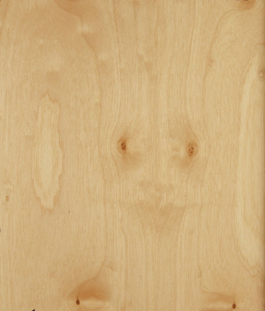 Bouleau pommele - Betula pendula