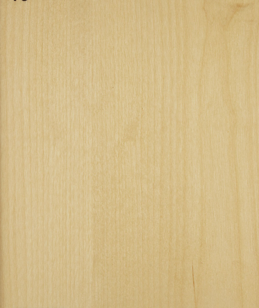 Bouleau tranche - Betula pendula