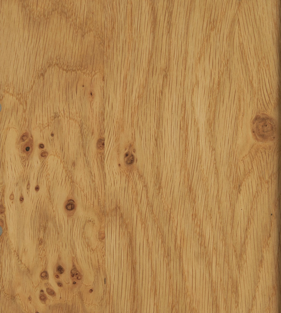 Chene cluster - Quercus