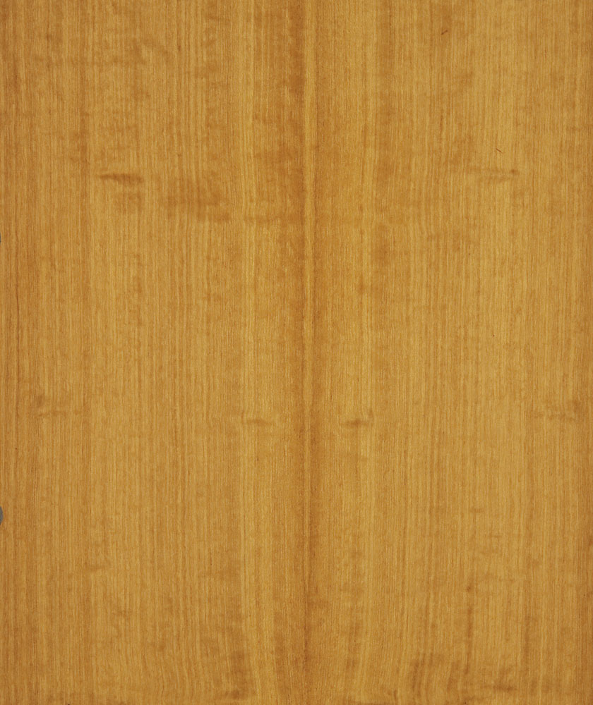 Citronnier - Chloroxylon swietenia