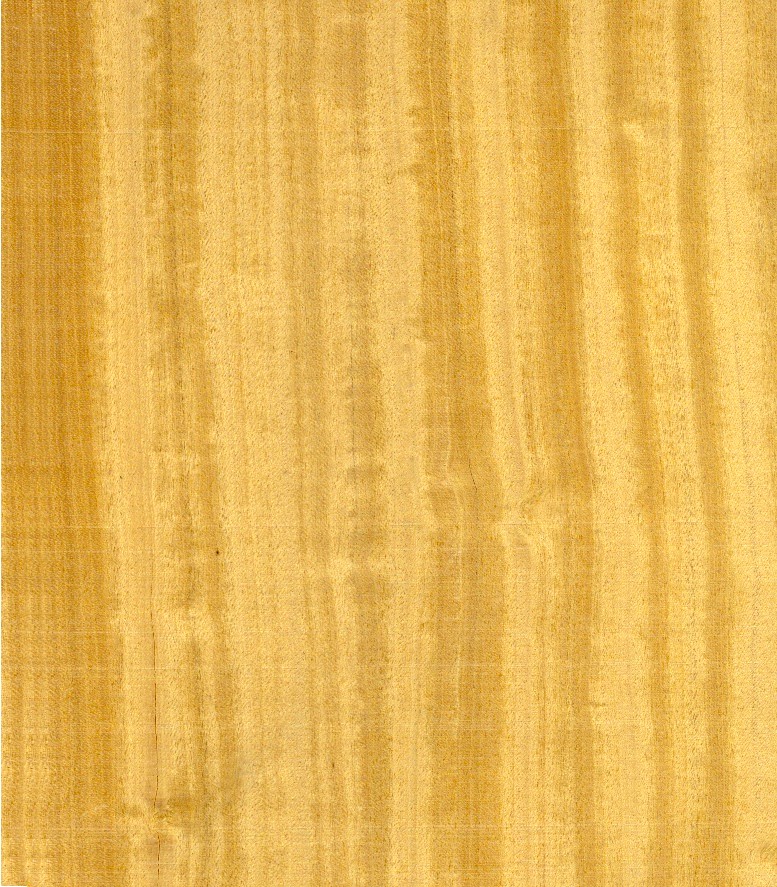 Citronnier rmoire