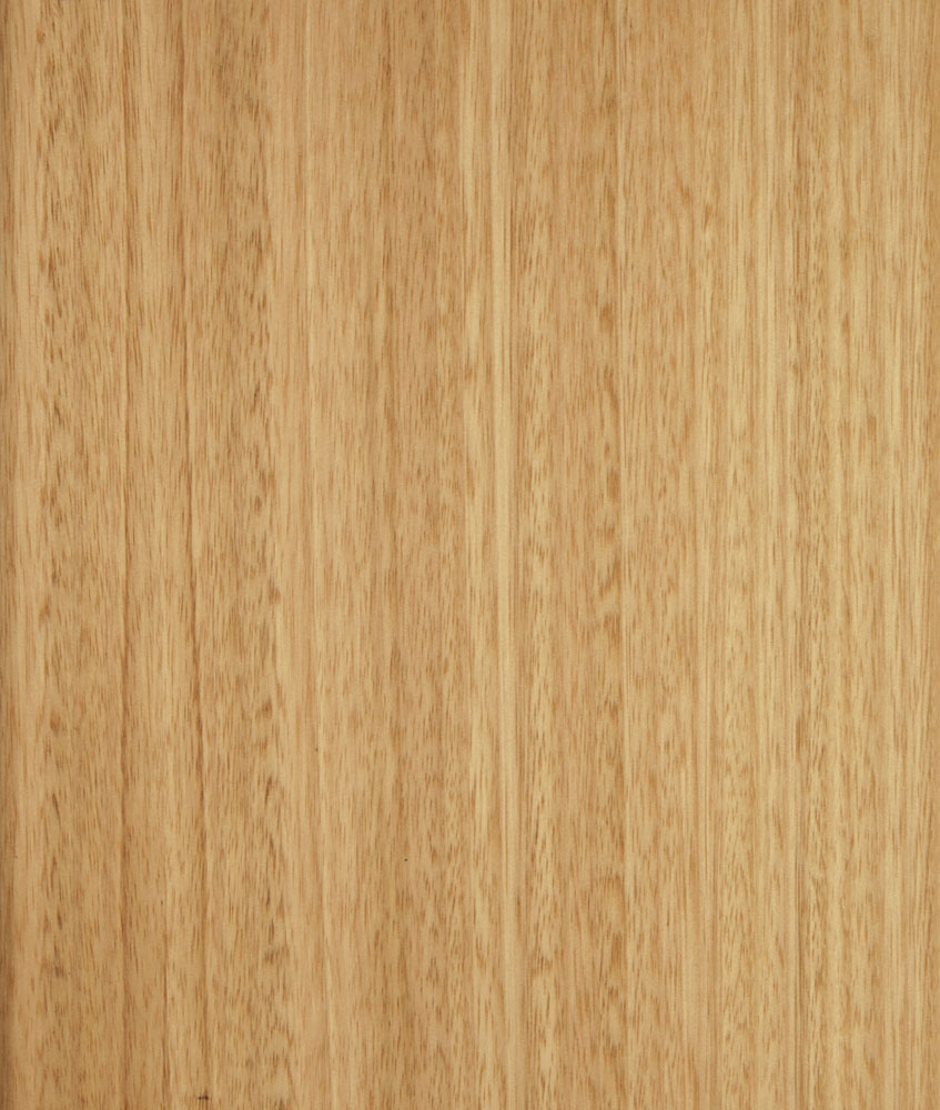 Eucalyptus - Eucalyptus globulus
