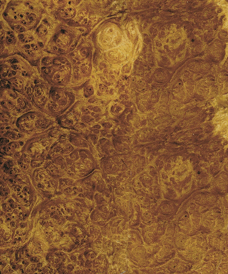 Loupe d'Amboine