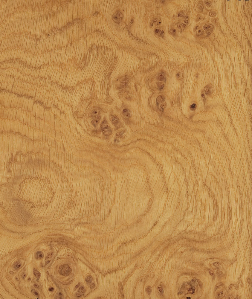 Loupe de Chene - Quercus