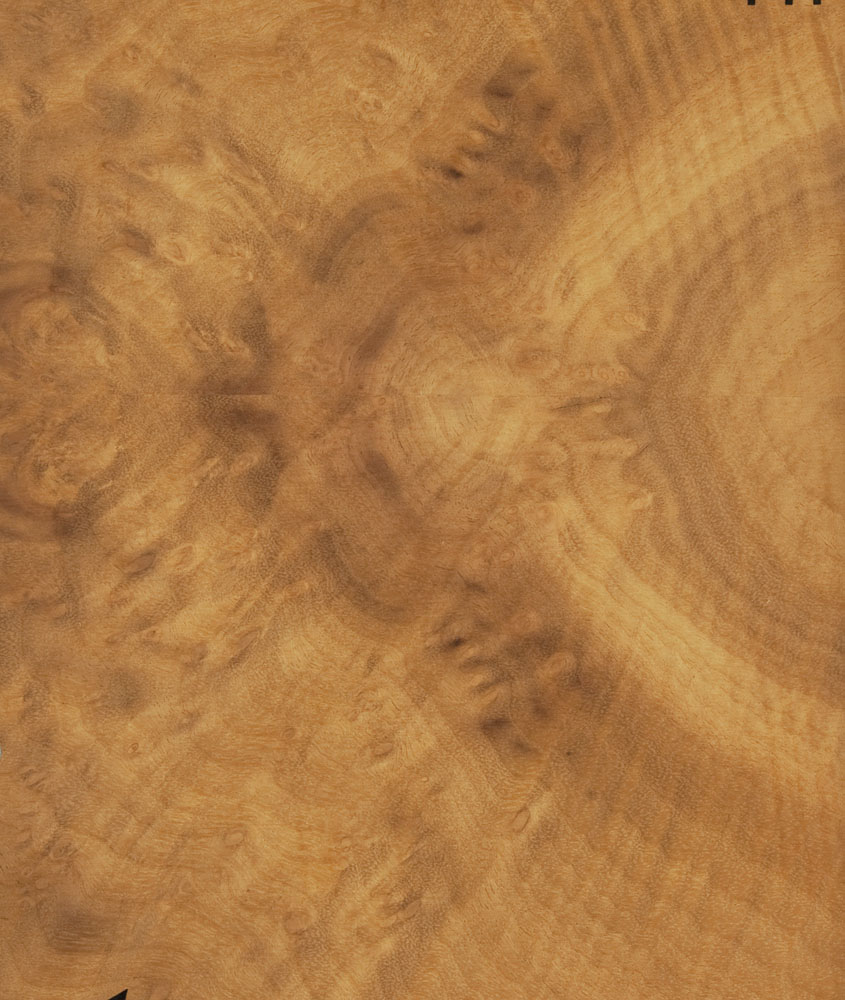 Loupe de Myrthe - Umbellularia californica