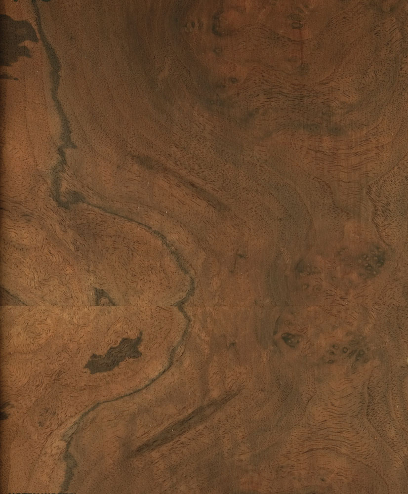 Loupe de Noyer - Juglans nigra