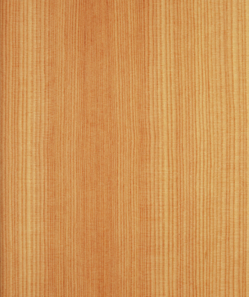 Meleze - Larix decidua