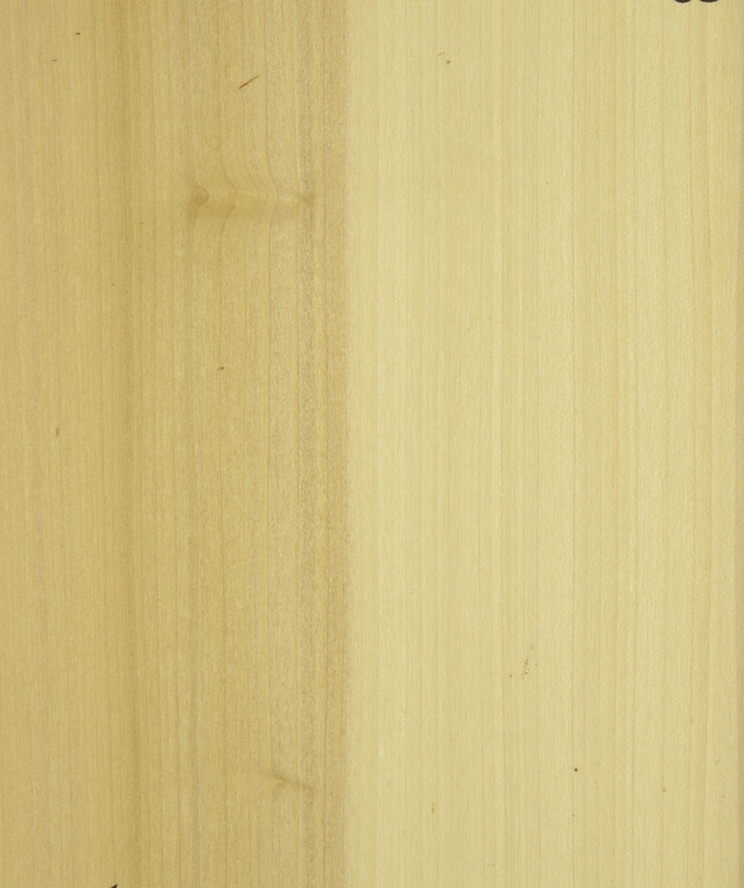 Peuplier US - Liriodenddron tulipifera