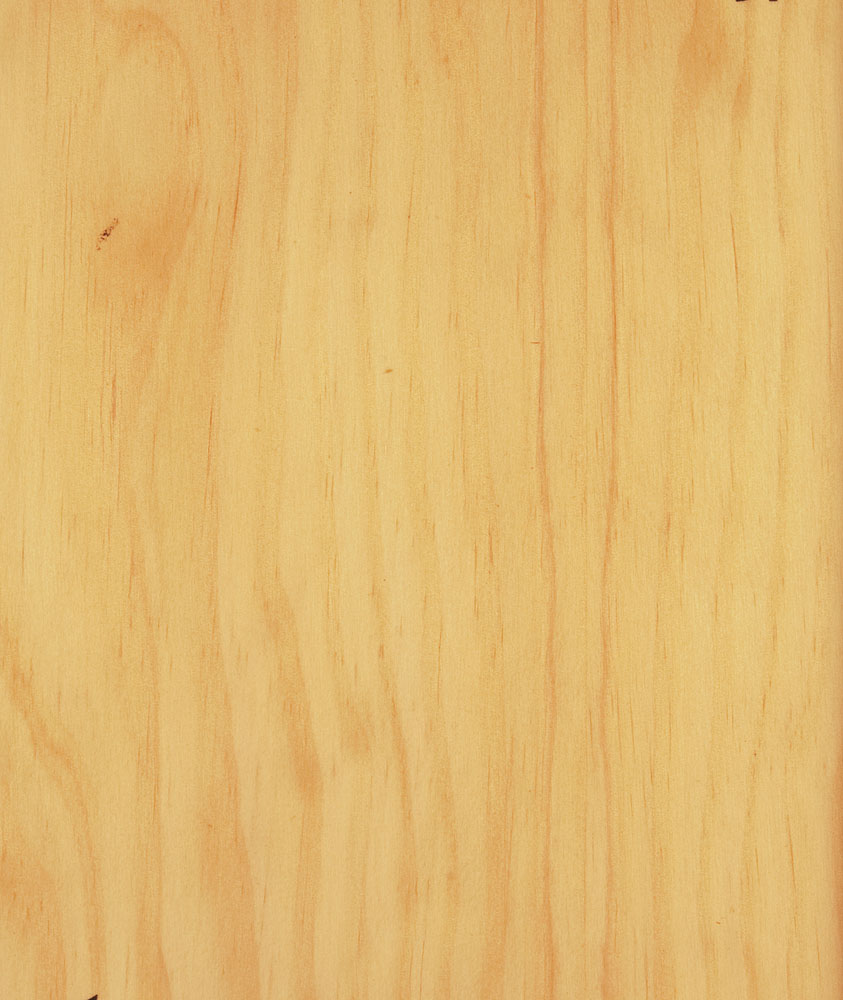 Pin - Pinus