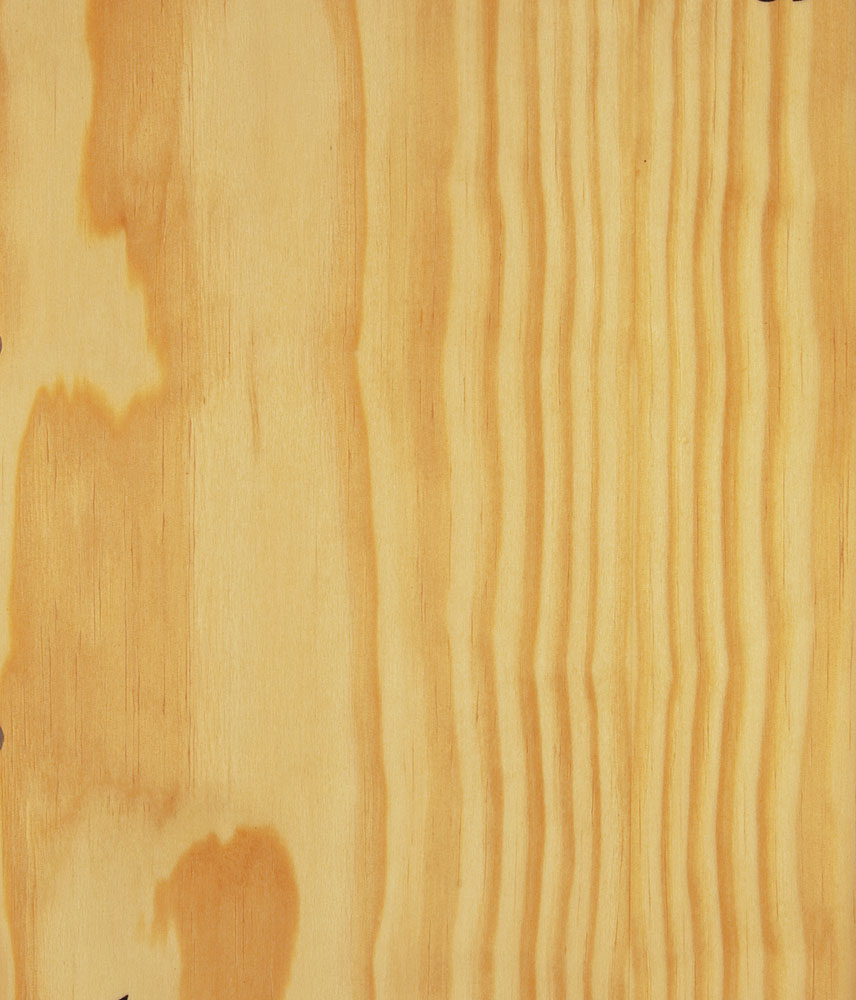 Pin de Caroline - Pinus echinata