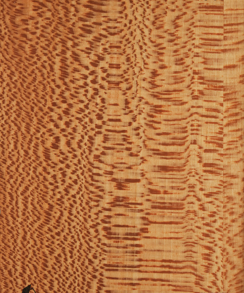Platane - Platanus acerifolia