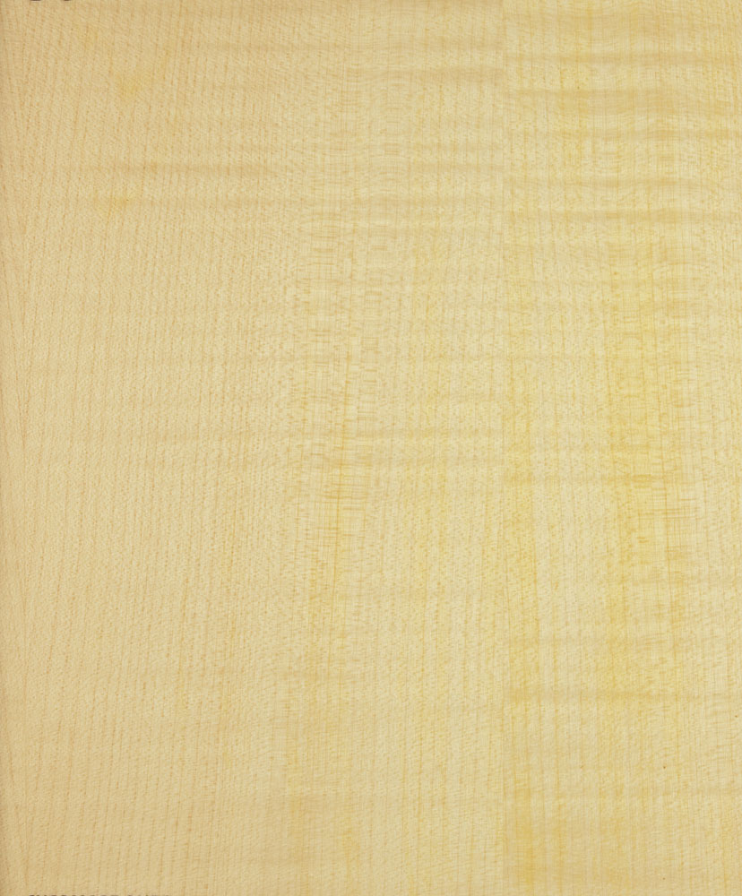 Sycomore onde - Acer pseudoplatanus
